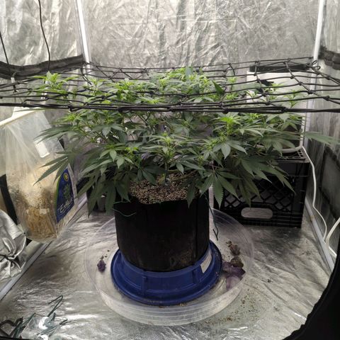 Critical Widow growlog timeline photo