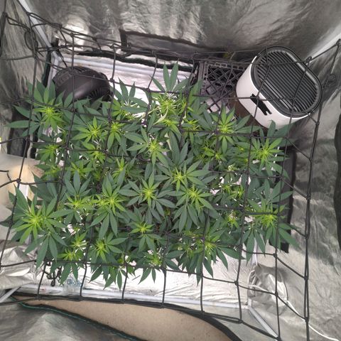 Critical Widow growlog timeline photo