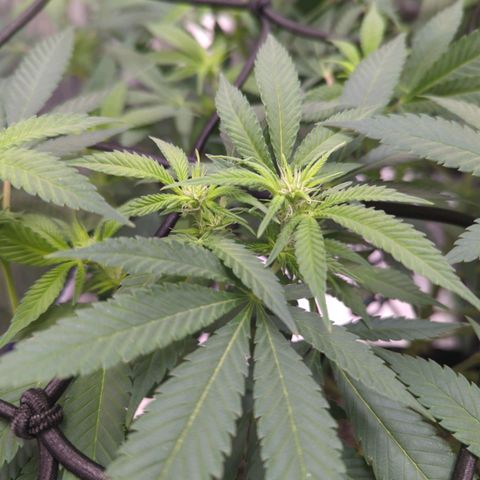 Critical Widow growlog timeline photo