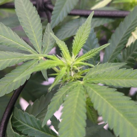 Critical Widow growlog timeline photo