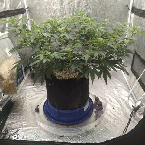 Critical Widow growlog timeline photo