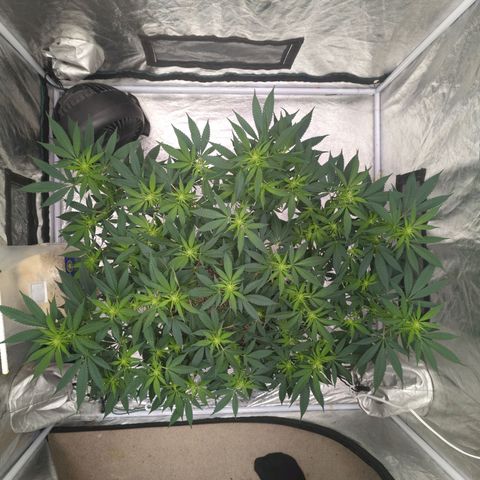 Critical Widow growlog timeline photo