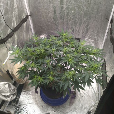 Critical Widow growlog timeline photo