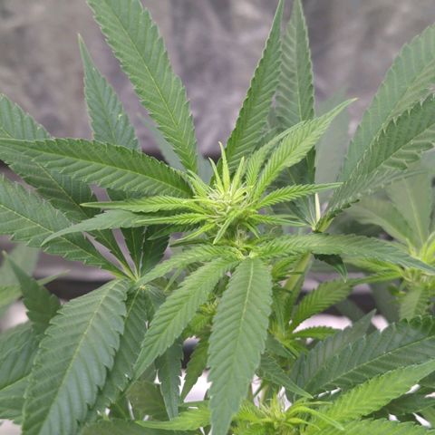 Critical Widow growlog timeline photo