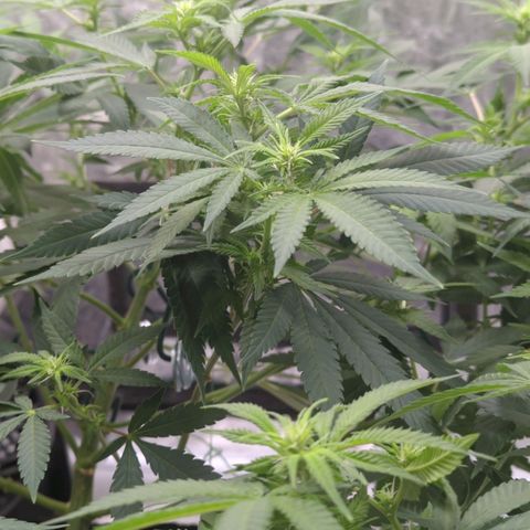 Critical Widow growlog timeline photo