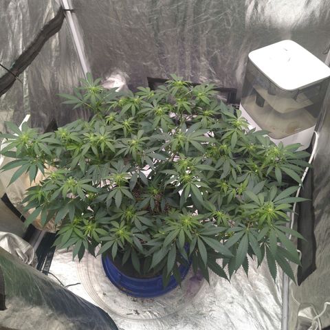 Critical Widow growlog timeline photo