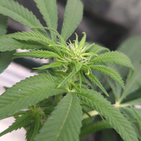 Critical Widow growlog timeline photo