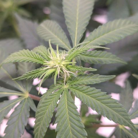 Critical Widow growlog timeline photo