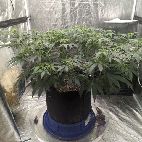 Critical Widow growlog timeline photo