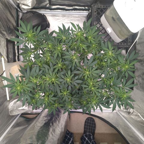 Critical Widow growlog timeline photo