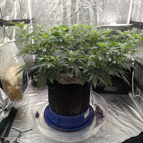 Critical Widow growlog timeline photo
