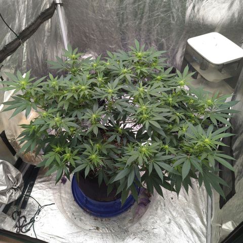 Critical Widow growlog timeline photo