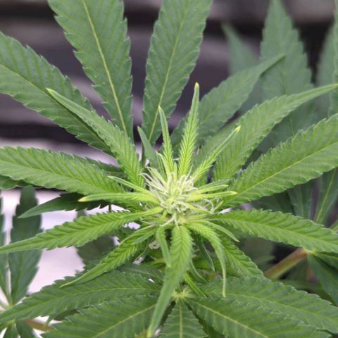 Critical Widow growlog timeline photo
