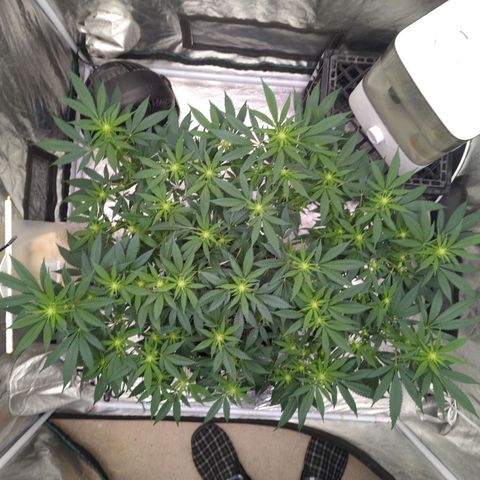 Critical Widow growlog timeline photo