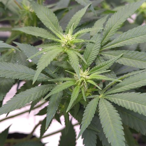 Critical Widow growlog timeline photo