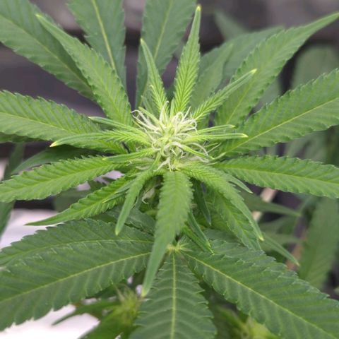 Critical Widow growlog timeline photo
