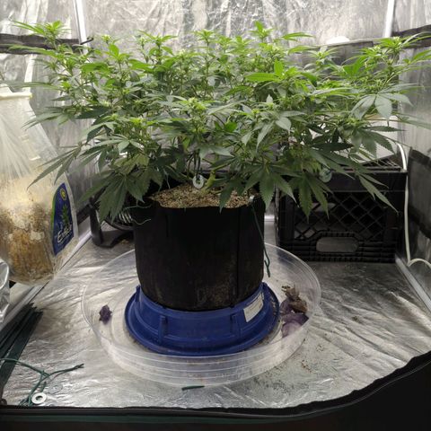 Critical Widow growlog timeline photo