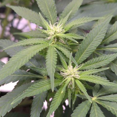 Critical Widow growlog timeline photo