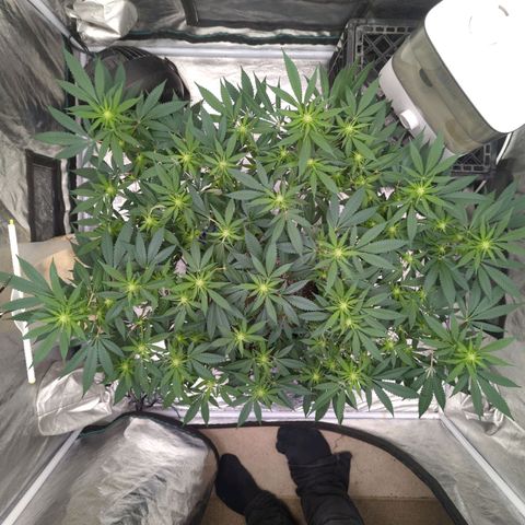 Critical Widow growlog timeline photo
