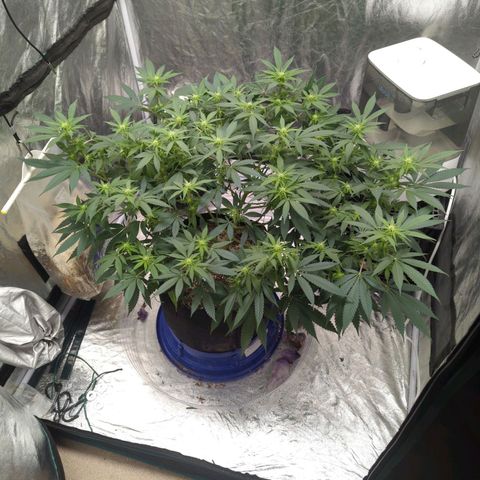 Critical Widow growlog timeline photo