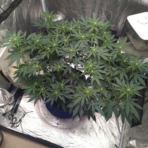 Critical Widow growlog timeline photo