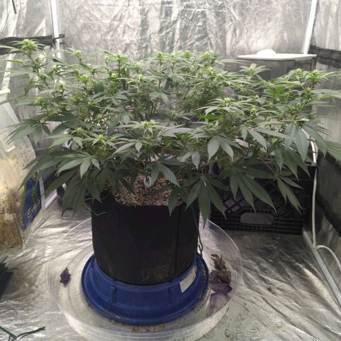 Critical Widow growlog timeline photo
