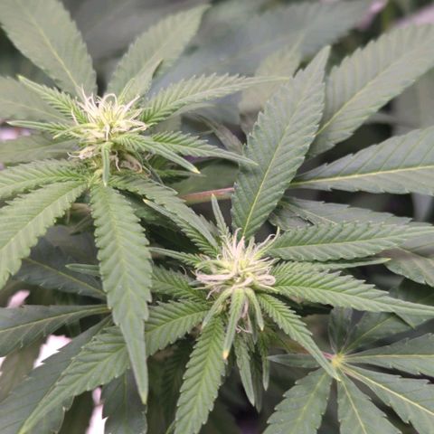 Critical Widow growlog timeline photo