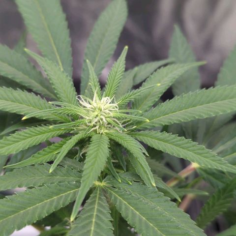 Critical Widow growlog timeline photo