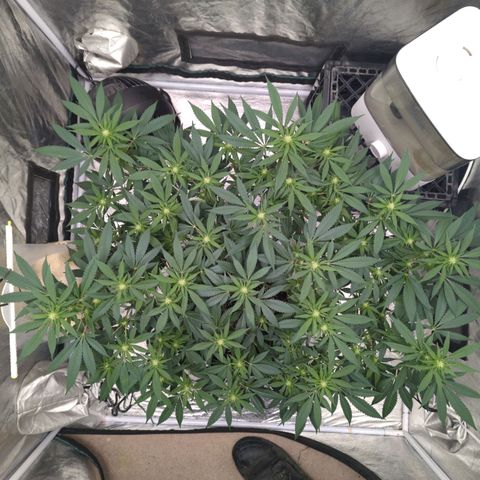 Critical Widow growlog timeline photo