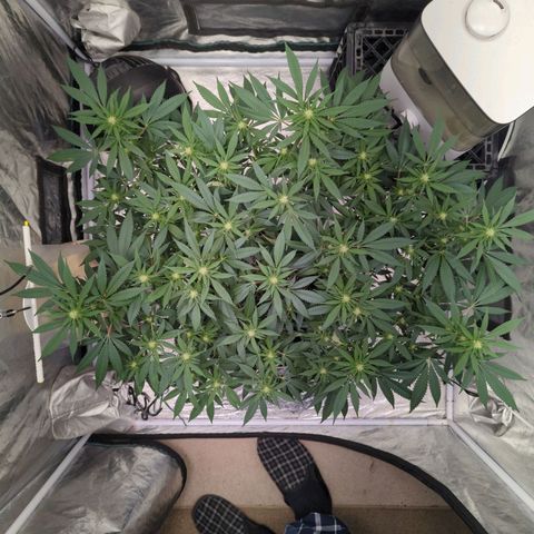 Critical Widow growlog timeline photo