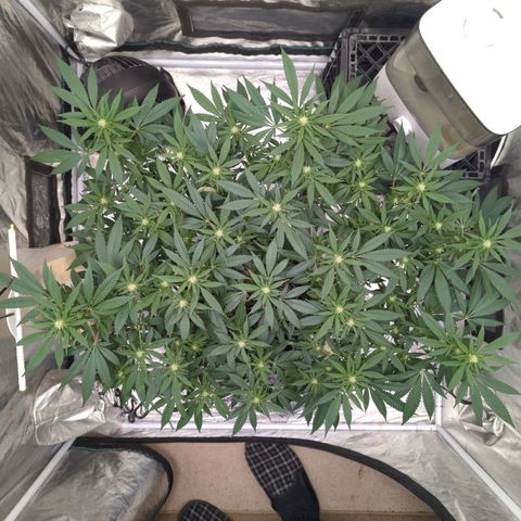 Critical Widow growlog timeline photo