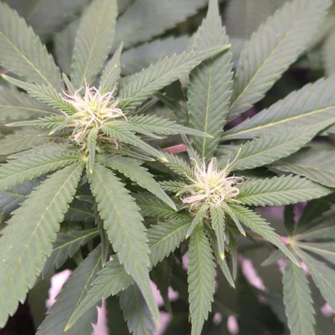 Critical Widow growlog timeline photo