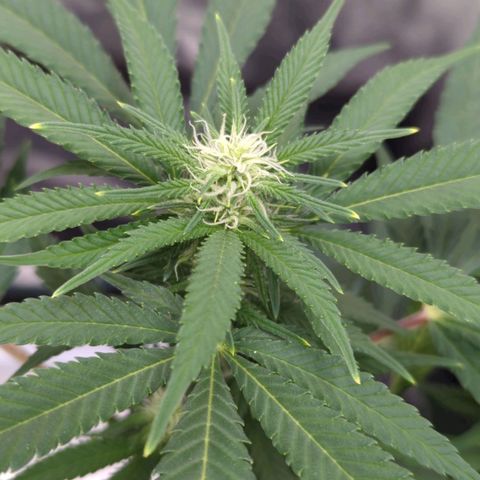 Critical Widow growlog timeline photo