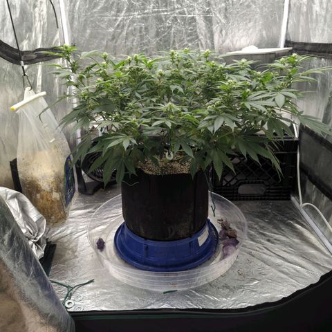 Critical Widow growlog timeline photo