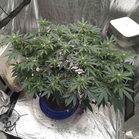 Critical Widow growlog timeline photo