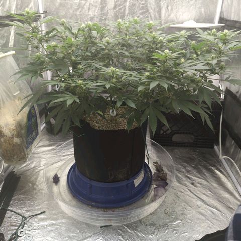 Critical Widow growlog timeline photo