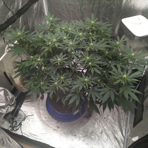 Critical Widow growlog timeline photo