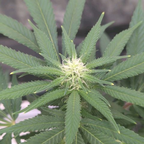 Critical Widow growlog timeline photo