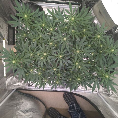Critical Widow growlog timeline photo