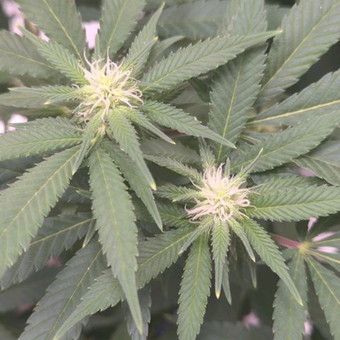 Critical Widow growlog timeline photo