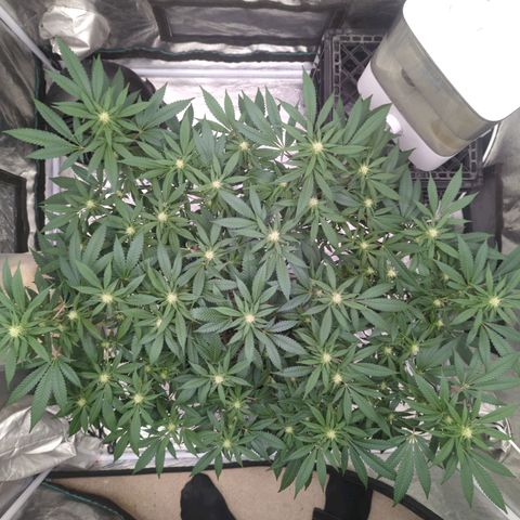 Critical Widow growlog timeline photo
