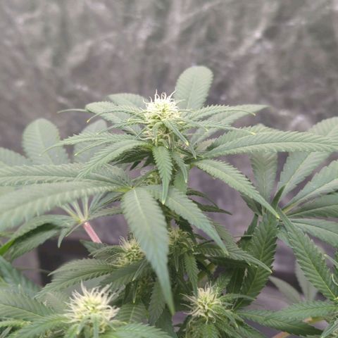 Critical Widow growlog timeline photo