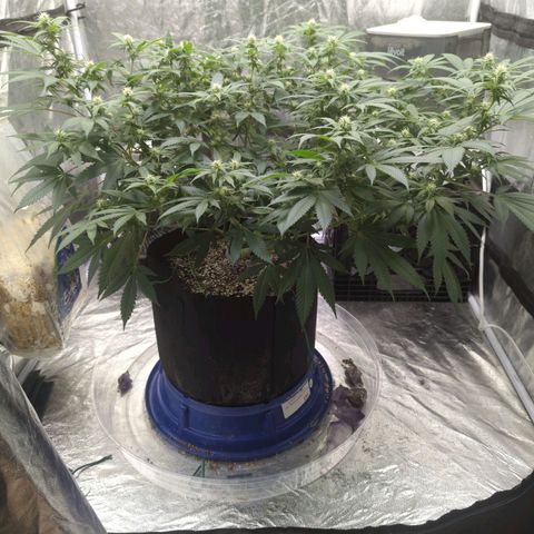 Critical Widow growlog timeline photo