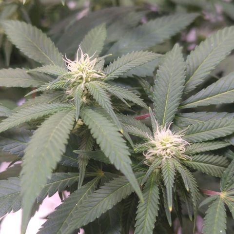 Critical Widow growlog timeline photo