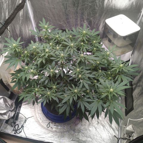 Critical Widow growlog timeline photo