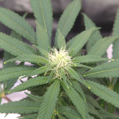 Critical Widow growlog timeline photo