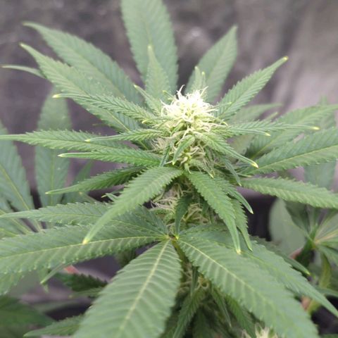Critical Widow growlog timeline photo
