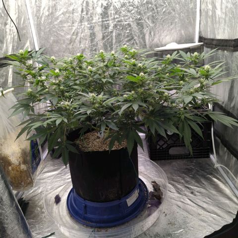 Critical Widow growlog timeline photo