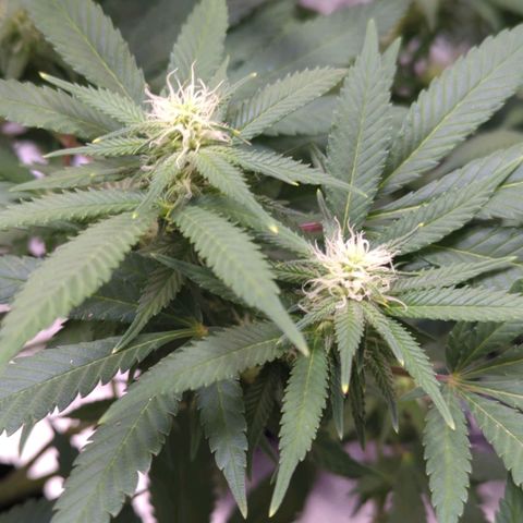 Critical Widow growlog timeline photo