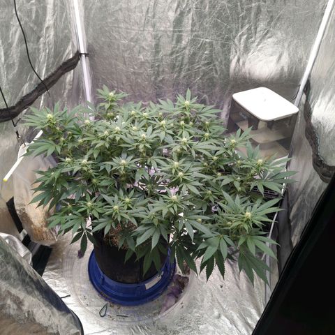 Critical Widow growlog timeline photo